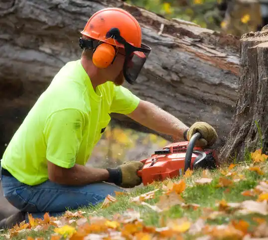 tree services La Fargeville